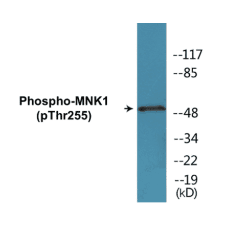 Western Blot - MNK1 (phospho Thr255) Cell Based ELISA Kit (CBP1756) - Antibodies.com