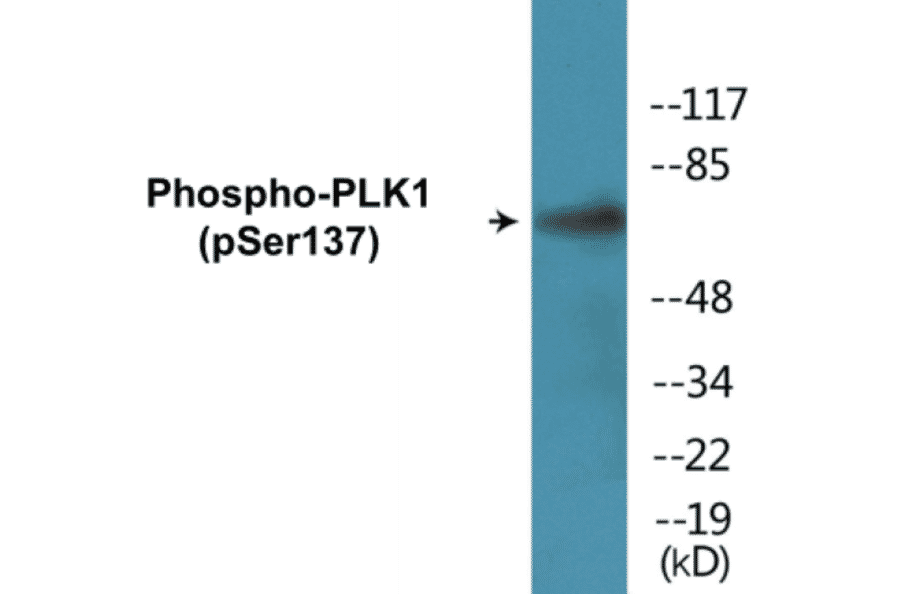 Western Blot - PLK1 (phospho Ser137) Cell Based ELISA Kit (CBP1769) - Antibodies.com