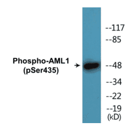Western Blot - AML1 (phospho Ser435) Cell Based ELISA Kit (CBP1806) - Antibodies.com