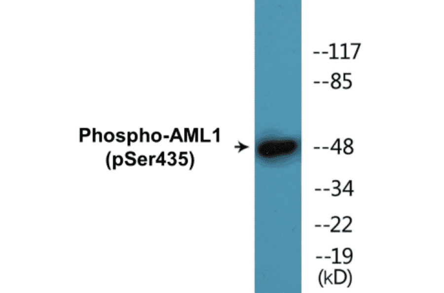 Western Blot - AML1 (phospho Ser435) Cell Based ELISA Kit (CBP1806) - Antibodies.com