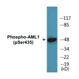 Western Blot - AML1 (phospho Ser435) Cell Based ELISA Kit (CBP1806) - Antibodies.com