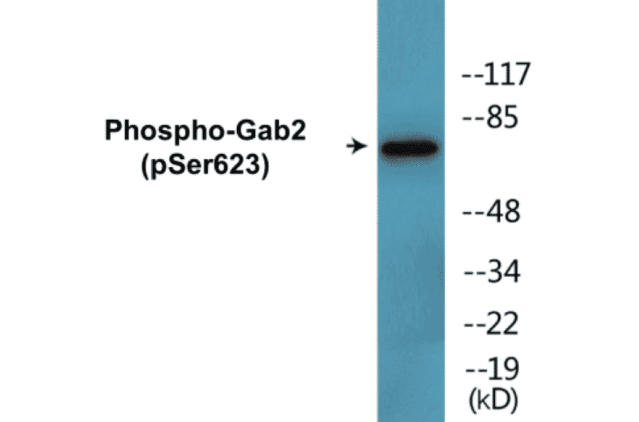 Western Blot - Gab2 (phospho Ser623) Cell Based ELISA Kit (CBP1822) - Antibodies.com