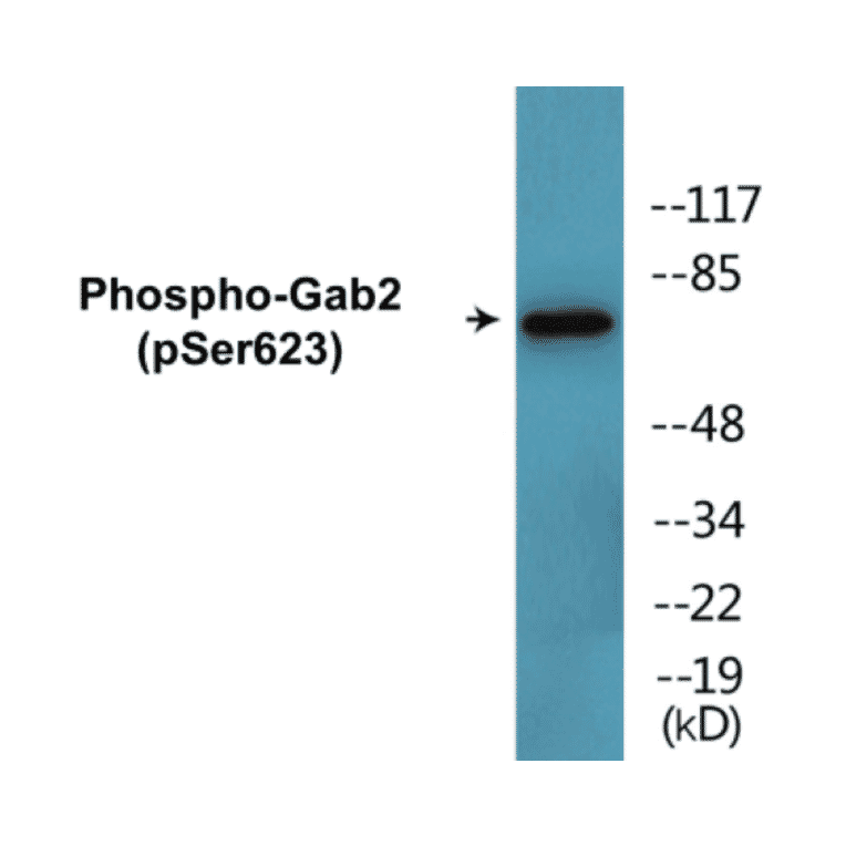 Western Blot - Gab2 (phospho Ser623) Cell Based ELISA Kit (CBP1822) - Antibodies.com