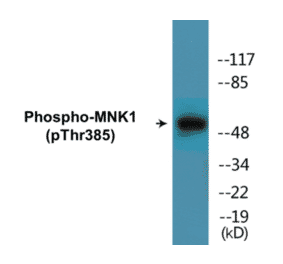 Western Blot - MNK1 (phospho Thr385) Cell Based ELISA Kit (CBP1829) - Antibodies.com