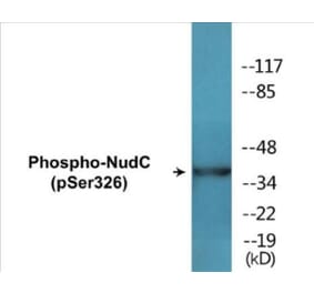 Western Blot - NudC (phospho Ser326) Cell Based ELISA Kit (CBP1832) - Antibodies.com