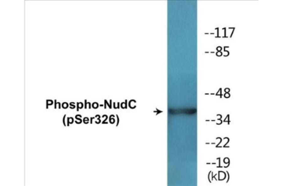 Western Blot - NudC (phospho Ser326) Cell Based ELISA Kit (CBP1832) - Antibodies.com