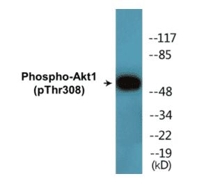 Western Blot - Akt1 (phospho Thr308) Cell Based ELISA Kit (CBP1855) - Antibodies.com