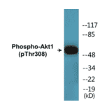 Western Blot - Akt1 (phospho Thr308) Cell Based ELISA Kit (CBP1855) - Antibodies.com