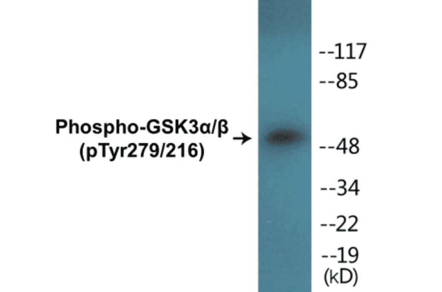 Western Blot - GSK3 alpha + beta (phospho Tyr279 + Tyr 216) Cell Based ELISA Kit (CBP1012) - Antibodies.com