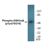 Western Blot - GSK3 alpha + beta (phospho Tyr279 + Tyr 216) Cell Based ELISA Kit (CBP1012) - Antibodies.com