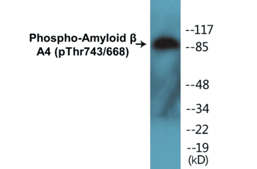 Western Blot - Amyloid beta A4 (phospho Thr743 + 668) Cell Based ELISA Kit (CBP1004) - Antibodies.com