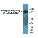 Western Blot - Amyloid beta A4 (phospho Thr743 + 668) Cell Based ELISA Kit (CBP1004) - Antibodies.com