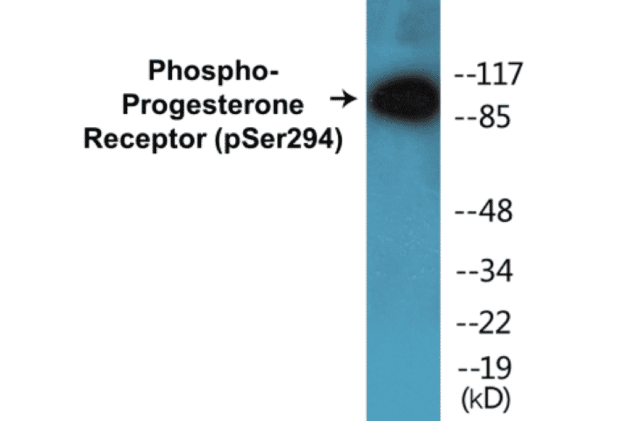 Western Blot - Progesterone Receptor (phospho Ser294) Cell Based ELISA Kit (CBP1207) - Antibodies.com