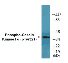 Western Blot - Casein Kinase I alpha (phospho Tyr321) Cell Based ELISA Kit (CBP1466) - Antibodies.com