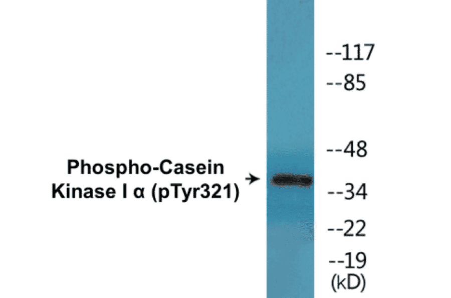 Western Blot - Casein Kinase I alpha (phospho Tyr321) Cell Based ELISA Kit (CBP1466) - Antibodies.com