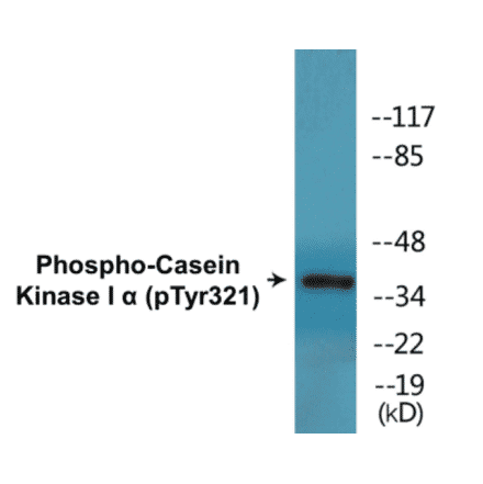 Western Blot - Casein Kinase I alpha (phospho Tyr321) Cell Based ELISA Kit (CBP1466) - Antibodies.com