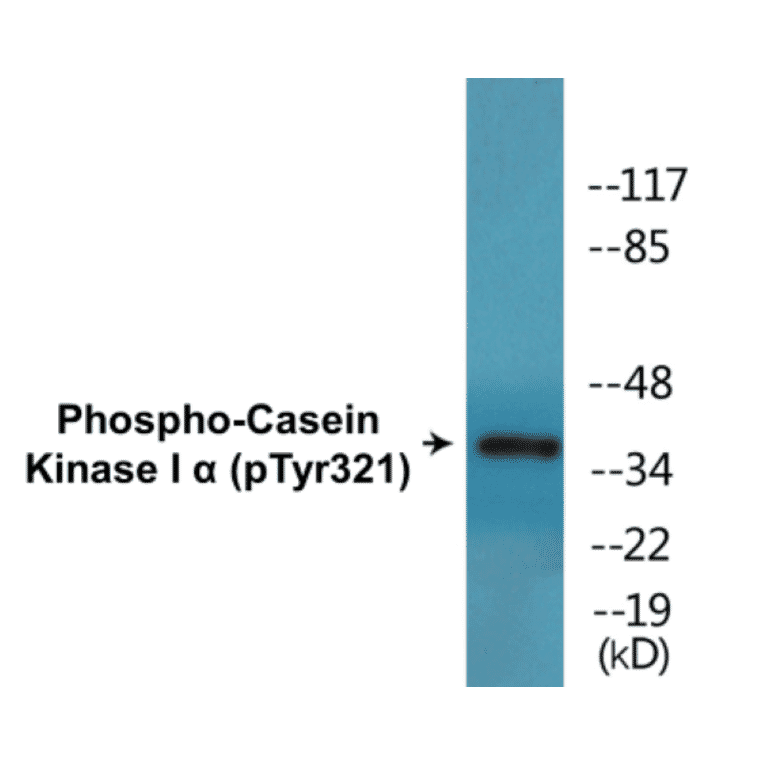 Western Blot - Casein Kinase I alpha (phospho Tyr321) Cell Based ELISA Kit (CBP1466) - Antibodies.com