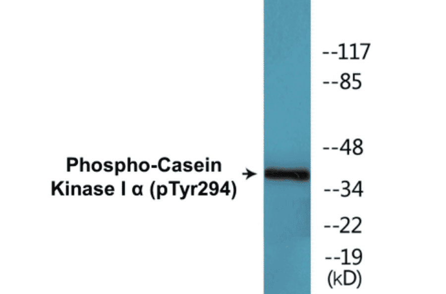 Western Blot - Casein Kinase I alpha (phospho Tyr294) Cell Based ELISA Kit (CBP1741) - Antibodies.com
