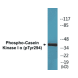Western Blot - Casein Kinase I alpha (phospho Tyr294) Cell Based ELISA Kit (CBP1741) - Antibodies.com