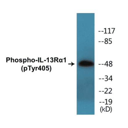 Western Blot - IL-13R alpha 1 (phospho Tyr405) Cell Based ELISA Kit (CBP1416) - Antibodies.com