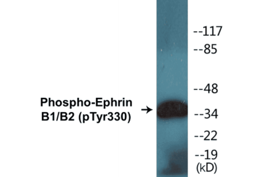 Western Blot - Ephrin B1 + B2 (phospho Tyr330) Cell Based ELISA Kit (CBP1010) - Antibodies.com