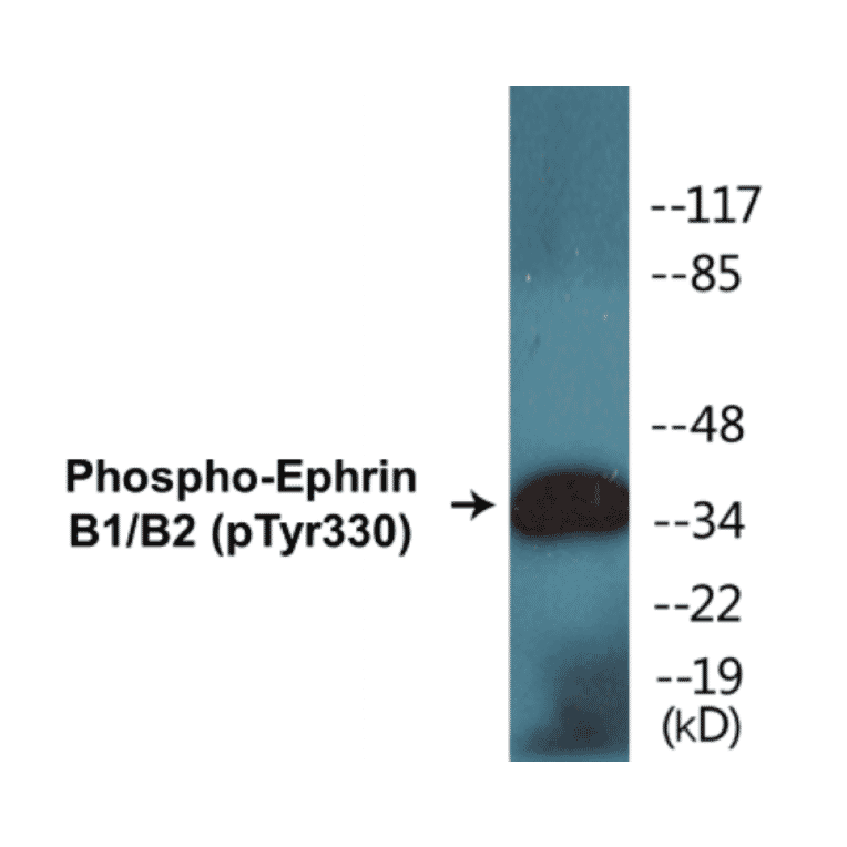 Western Blot - Ephrin B1 + B2 (phospho Tyr330) Cell Based ELISA Kit (CBP1010) - Antibodies.com