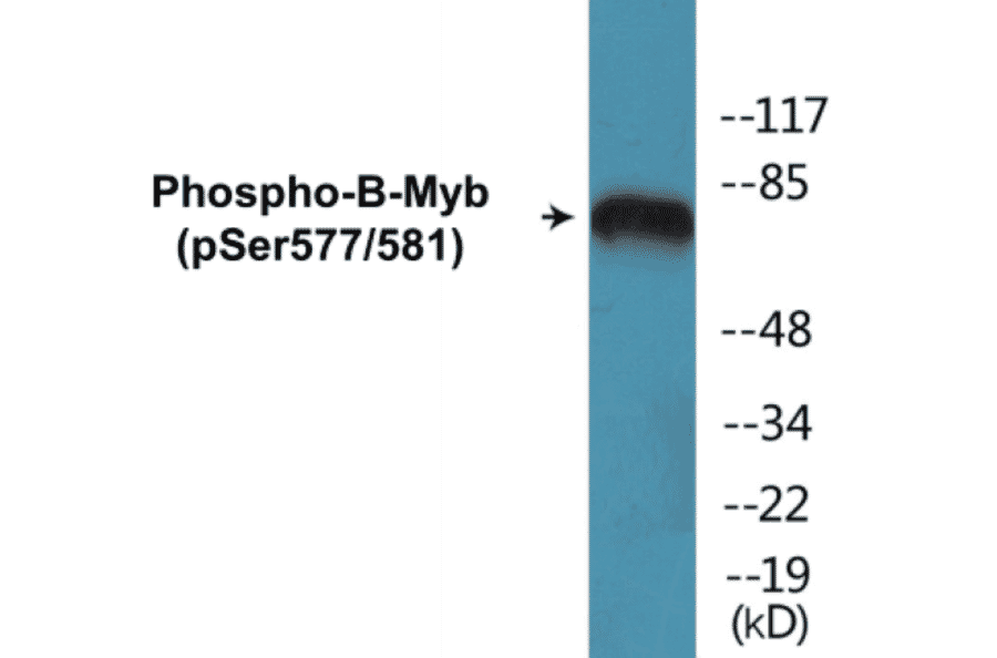 Western Blot - B-Myb (phospho Ser577 + Ser581) Cell Based ELISA Kit (CBP1323) - Antibodies.com