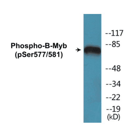 Western Blot - B-Myb (phospho Ser577 + Ser581) Cell Based ELISA Kit (CBP1323) - Antibodies.com