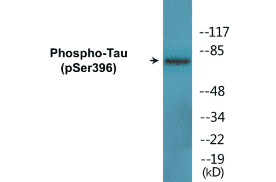 Western Blot - Tau (phospho Ser396) Cell Based ELISA Kit (CBP1697) - Antibodies.com