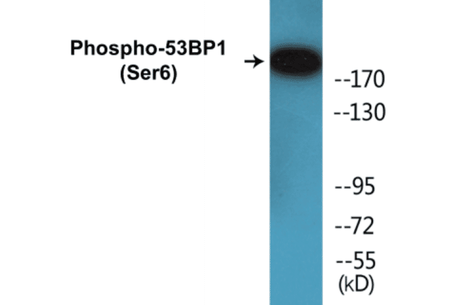 Western Blot - 53BP1 (phospho Ser6) Cell Based ELISA Kit (CBP1286) - Antibodies.com