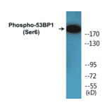 Western Blot - 53BP1 (phospho Ser6) Cell Based ELISA Kit (CBP1286) - Antibodies.com