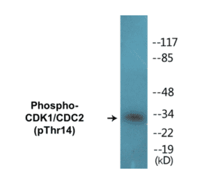 Western Blot - CDK1 (phospho Thr14) Cell Based ELISA Kit (CBP1149) - Antibodies.com
