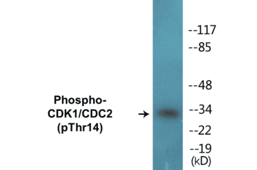 Western Blot - CDK1 (phospho Thr14) Cell Based ELISA Kit (CBP1149) - Antibodies.com