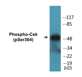 Western Blot - Csk (phospho Ser364) Cell Based ELISA Kit (CBP1107) - Antibodies.com