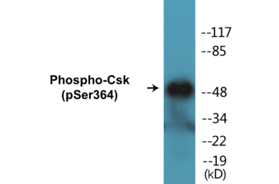 Western Blot - Csk (phospho Ser364) Cell Based ELISA Kit (CBP1107) - Antibodies.com
