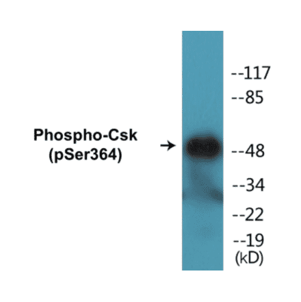 Western Blot - Csk (phospho Ser364) Cell Based ELISA Kit (CBP1107) - Antibodies.com