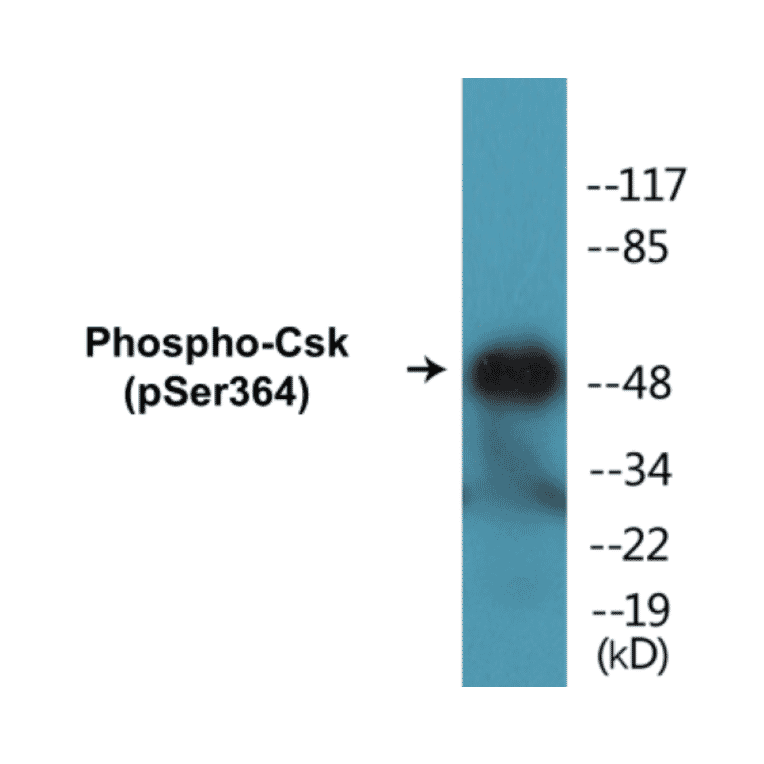 Western Blot - Csk (phospho Ser364) Cell Based ELISA Kit (CBP1107) - Antibodies.com