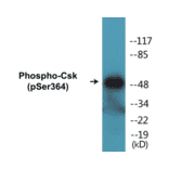 Western Blot - Csk (phospho Ser364) Cell Based ELISA Kit (CBP1107) - Antibodies.com