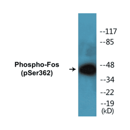 Western Blot - Fos (phospho Ser362) Cell Based ELISA Kit (CBP1117) - Antibodies.com