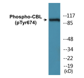 Western Blot - CBL (phospho Tyr674) Cell Based ELISA Kit (CBP1147) - Antibodies.com