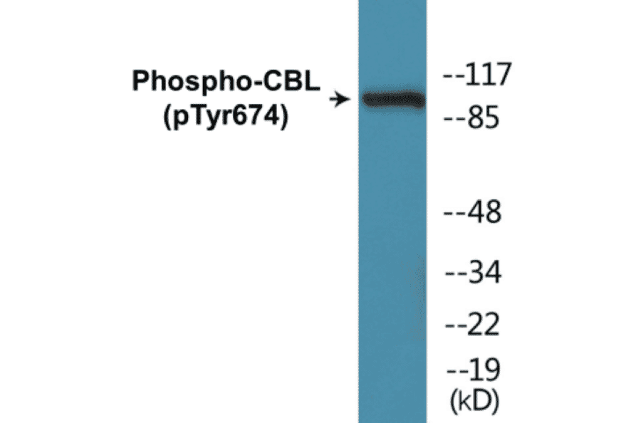 Western Blot - CBL (phospho Tyr674) Cell Based ELISA Kit (CBP1147) - Antibodies.com