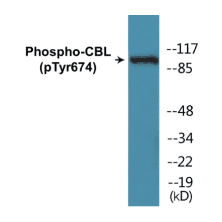 Western Blot - CBL (phospho Tyr674) Cell Based ELISA Kit (CBP1147) - Antibodies.com