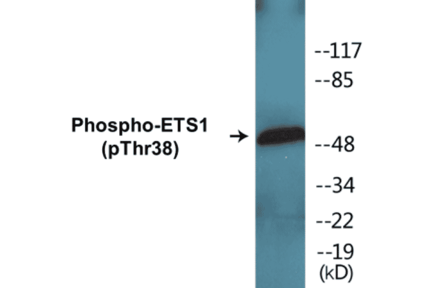 Western Blot - ETS1 (phospho Thr38) Cell Based ELISA Kit (CBP1153) - Antibodies.com