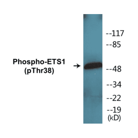 Western Blot - ETS1 (phospho Thr38) Cell Based ELISA Kit (CBP1153) - Antibodies.com