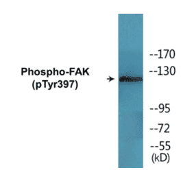 Western Blot - FAK (phospho Tyr397) Cell Based ELISA Kit (CBP1552) - Antibodies.com