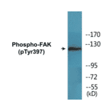 Western Blot - FAK (phospho Tyr397) Cell Based ELISA Kit (CBP1552) - Antibodies.com