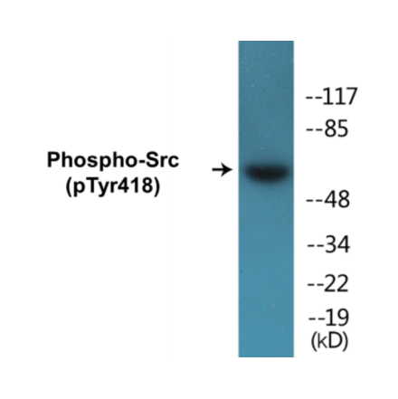 Western Blot - Src (phospho Tyr418) Cell Based ELISA Kit (CBP1041) - Antibodies.com