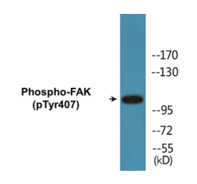 Western Blot - FAK (phospho Tyr407) Cell Based ELISA Kit (CBP1154) - Antibodies.com