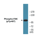 Western Blot - FAK (phospho Tyr407) Cell Based ELISA Kit (CBP1154) - Antibodies.com