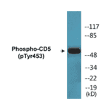 Western Blot - CD5 (phospho Tyr453) Cell Based ELISA Kit (CBP1339) - Antibodies.com